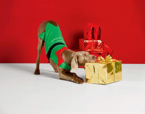 Рождественский костюм эльф собака М
